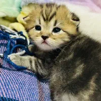 گربه اسکاتیش ۲ ماهه