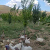 غاز محلی پرورش یافته در باغ
