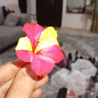 تخم و بذر  گل لاله عباسی اصلاح ژنتیک