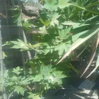 چنار|گل و گیاه طبیعی|تهران, تهرانسر غربی|دیوار