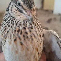 بلدرچین ارگانیک زنده۲۰۰