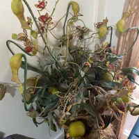 گل تزیینی