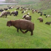 ..شیشلیگی کبابی زنده خورشتی گوشتی گوسفند