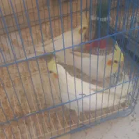 ۱۰ تا عروس هلندی