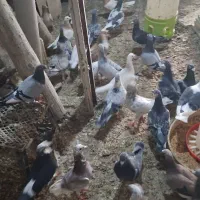 ۳۰جفت جفتگاه سار۷رنگ اس