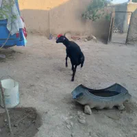 قوچ قره چال جین کوره یک ساله