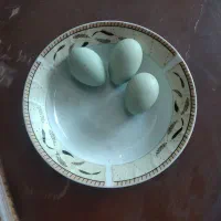 تخم مرغ اسپانیایی نطفه دار