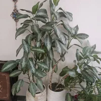 آگلونما هندوانه ایی