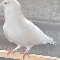 کبوتر