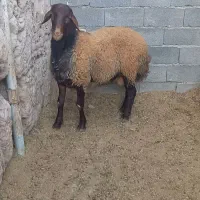 بره قوچ همو