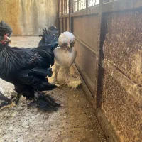 مرغ و خروس سلطان / ۶ ماهه / آماده تخم