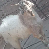 بره چاق کره چاق