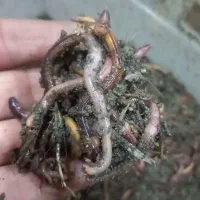 کرم خاکی طعمه ماهیگیری