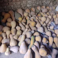 کدو