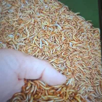 کرم  میلورم خشک درجه1