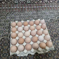 جوجه برهما و تخم مرغ نطفه دار برهما