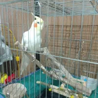 عروس هلندی نر