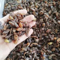 کشمش آفتابی آبگیری