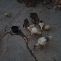 جوجه غاز