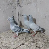 کبوتر یا کفتر هشت تا جوجه تازه دون خور