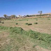 یونجه خالص