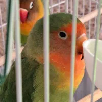 فروش یک جفت طوطی برزیلی نر و ماده