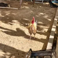 سه عددخروس