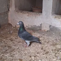 باسلام‌۴عدد‌ماده‌مسافتی‌معاوظه‌باسبز‌دوخط