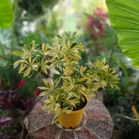 گل و گیاهان زیبا و آماده ورق بزن