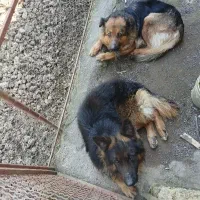سگ ژرمن نر و ماده