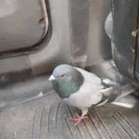 کبوتر
