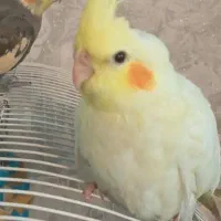 عروس هلندی گم شده