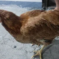 ۲عدد مرغ دوتایی کرچ هست