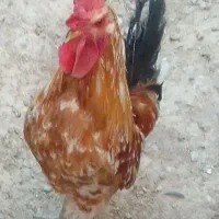 خروس