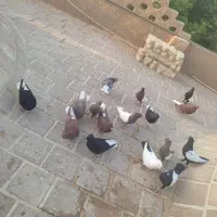 کفتر رنگی