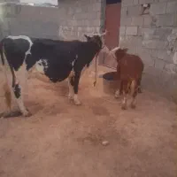 گاو  وگوساله نر سمینتال اصل