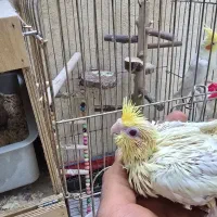 طوطی  عروس هلندی رو جوجه