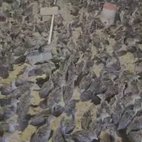 جوجه بوقلمون برنز انگلیسی یکماهه