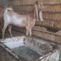 بز ماده افغانی معاوضه