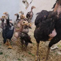جوجه لاری