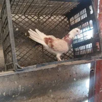 کبوتر جوجه و کار