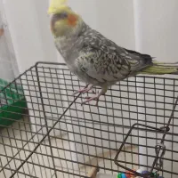 عروس‌هلندی‌نر‌گل‌باقالی‌دستی