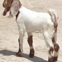 کهره نر و ماده پاکستانی|حیوانات مزرعه|بوشهر, |دیوار