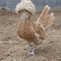 مرغ و خروس زینتی پولند طلایی