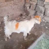 بیگ گمشده