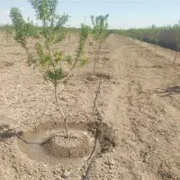 لوله کشی قطره ای