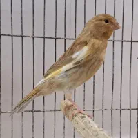 جوجه قناری