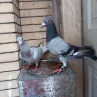 کفتره قره سبز المانی جفتی