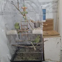 طوطی ملنگو نر و ماده