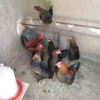خروس جوان